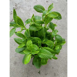 Chậu Rau Xá Xị xanh tốt như hình