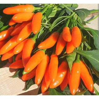 Bầu cây ớt xiêm cam- ớt chùm - cây con- mua 5 tặng 1
