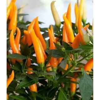 Bầu cây ớt xiêm cam- ớt chùm - cây con- mua 5 tặng 1