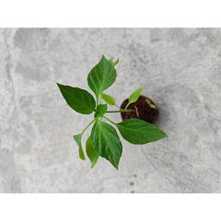 5 cây ớt xiêm cam- ớt chùm - cây con