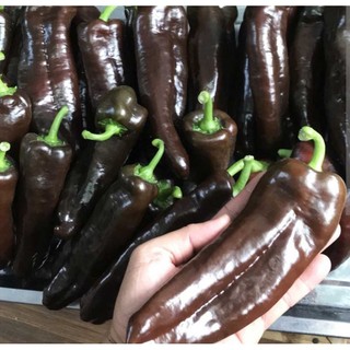 Bầu cây Ớt Socola - Ớt ngọt - cây con