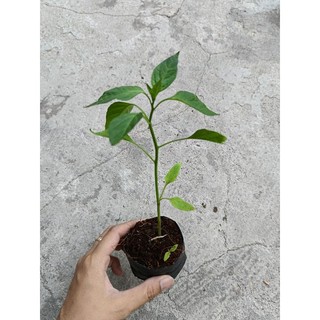 5 bầu cây Ớt Soocla- ớt ngọt - cây con