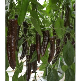 Bầu cây Ớt Socola - Ớt ngọt - cây con