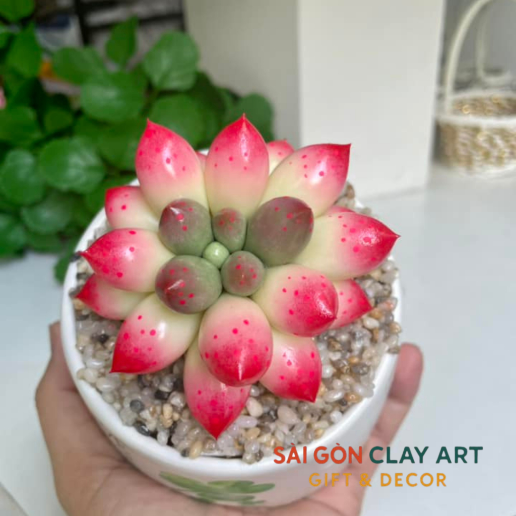 Sen đá đất sét Chậu sứ kích thước 6-7cm | Shopee Việt Nam
