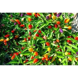 5 cây Ớt Ngũ Sắc - Ớt kiểng - Cây con