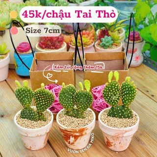 Xương rồng Tai Thỏ xinh xắn siêu đáng yêu trồng sẵn chậu đất nung size 7cm MẦM NẮNG GARDEN  lỗi 1 đền 1