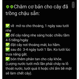 Xương rồng Tai Thỏ xinh xắn siêu đáng yêu trồng sẵn chậu đất nung size 7cm MẦM NẮNG GARDEN  lỗi 1 đền 1