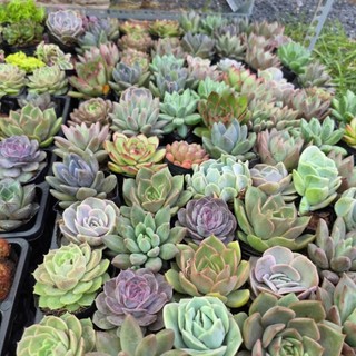 Sen đá size bầu nhựa 6-8cm cây khỏe dễ chăm Mầm Nắng Garden lỗi 1 đền 1