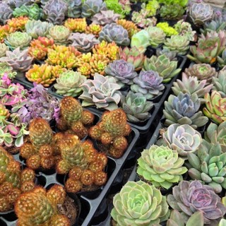 Sen đá size bầu nhựa 6-8cm cây khỏe dễ chăm Mầm Nắng Garden lỗi 1 đền 1