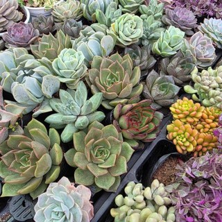 Sen đá size bầu nhựa 6-8cm cây khỏe dễ chăm Mầm Nắng Garden lỗi 1 đền 1
