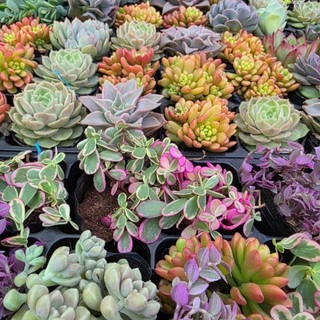 Sen đá size bầu nhựa 6-8cm cây khỏe dễ chăm Mầm Nắng Garden lỗi 1 đền 1