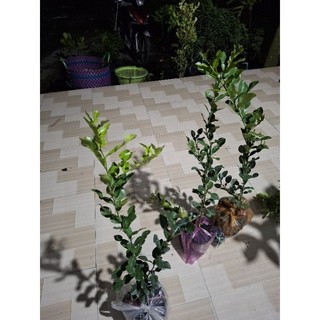 cây chúc ( chanh thái) loại lớn. Hàng đẹp. 1 lớn tặng1 nhỏ 20cm