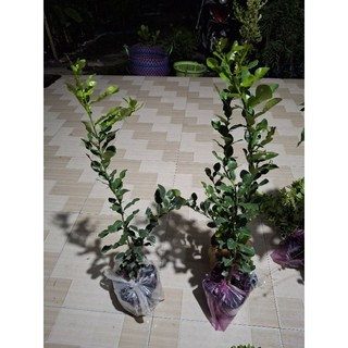cây chúc ( chanh thái) loại lớn. Hàng đẹp. 1 lớn tặng1 nhỏ 20cm