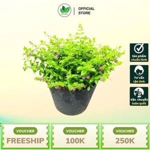 Cẩm Tú Mai Bịch cao 15-20cm - Cây Trang Trí Sân Vườn Trang Trí Quanh Năm