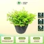Cẩm Tú Mai Bịch cao 15-20cm - Cây Trang Trí Sân Vườn Trang Trí Quanh Năm