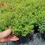 Cẩm Tú Mai Bịch cao 15-20cm - Cây Trang Trí Sân Vườn Trang Trí Quanh Năm