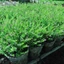 Cẩm Tú Mai Bịch cao 15-20cm - Cây Trang Trí Sân Vườn Trang Trí Quanh Năm