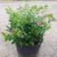 Cẩm Tú Mai Bịch cao 15-20cm - Cây Trang Trí Sân Vườn Trang Trí Quanh Năm