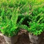 Cẩm Tú Mai Bịch cao 15-20cm - Cây Trang Trí Sân Vườn Trang Trí Quanh Năm