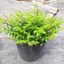 Cẩm Tú Mai Bịch cao 15-20cm - Cây Trang Trí Sân Vườn Trang Trí Quanh Năm