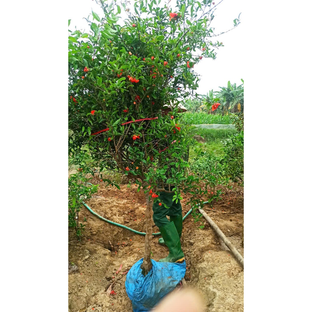 Cây hoa lựu hạnh tại vườn,thoát thân cây cao hơn 2m , tán đẹp, cay luu ...