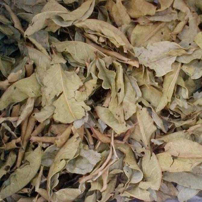 Lá vối khô thượng hạng JINDO 1kg
