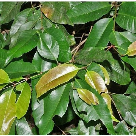 Lá vối khô thượng hạng JINDO 1kg