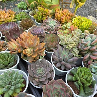 Sen đá size trung 9-12 MẦM NẮNG_GARDEN lỗi 1 đền 1