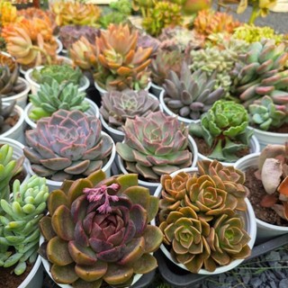 Sen đá size trung 9-12 MẦM NẮNG_GARDEN lỗi 1 đền 1