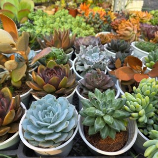 Sen đá size trung 9-12 MẦM NẮNG_GARDEN lỗi 1 đền 1