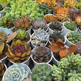 Sen đá size trung 9-12 MẦM NẮNG_GARDEN lỗi 1 đền 1