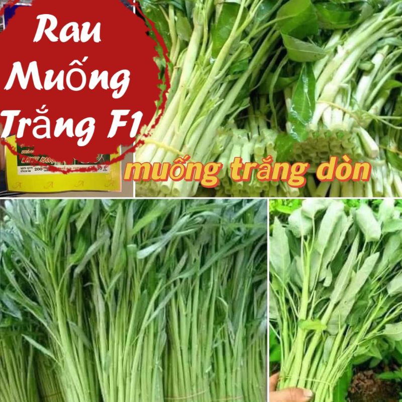 Hạt Giống Rau Muống Tuyển Chọn Cực Ngon, dòn ngon, thu hoạch nhiều lần rất đáng trồng