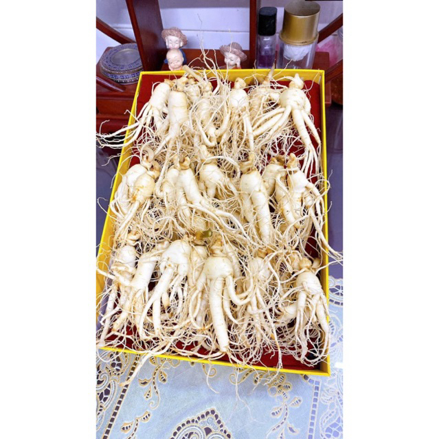 Rượu sâm trường bạch , lan kim tuyến ,tam thất hoang ,thất diệp ngâm rượu nếp nương Tây Bắc(Bình 1,5 rượu ngon)