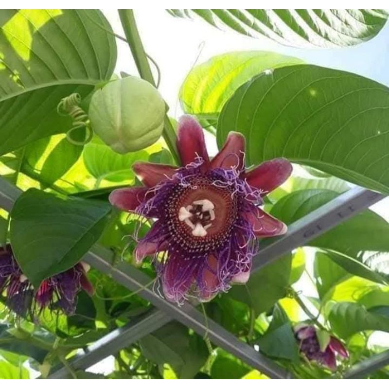 2 cây dưa tây ươm từ hạt nhanh lớn