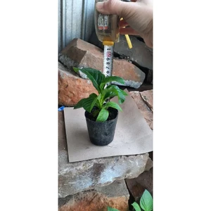 2 cây dưa tây ươm từ hạt nhanh lớn