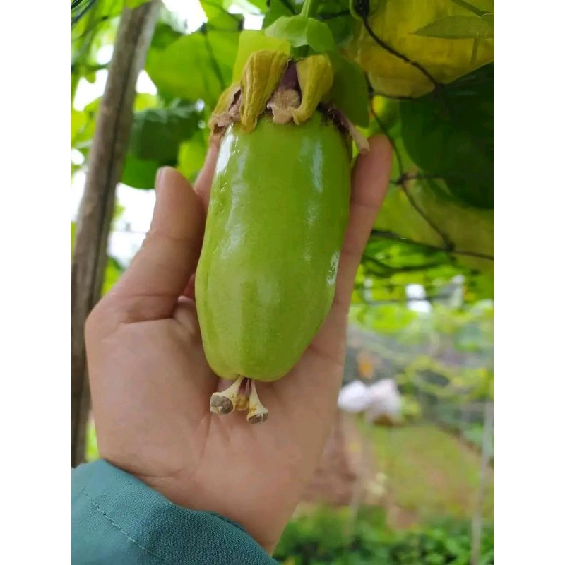 2 cây dưa tây ươm từ hạt nhanh lớn