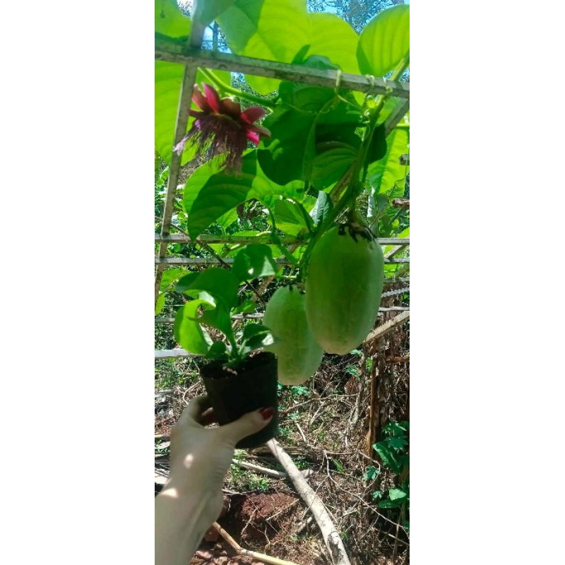 2 cây dưa tây ươm từ hạt nhanh lớn