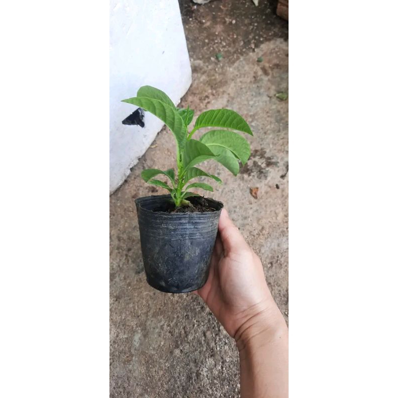 2 cây dưa tây ươm từ hạt nhanh lớn