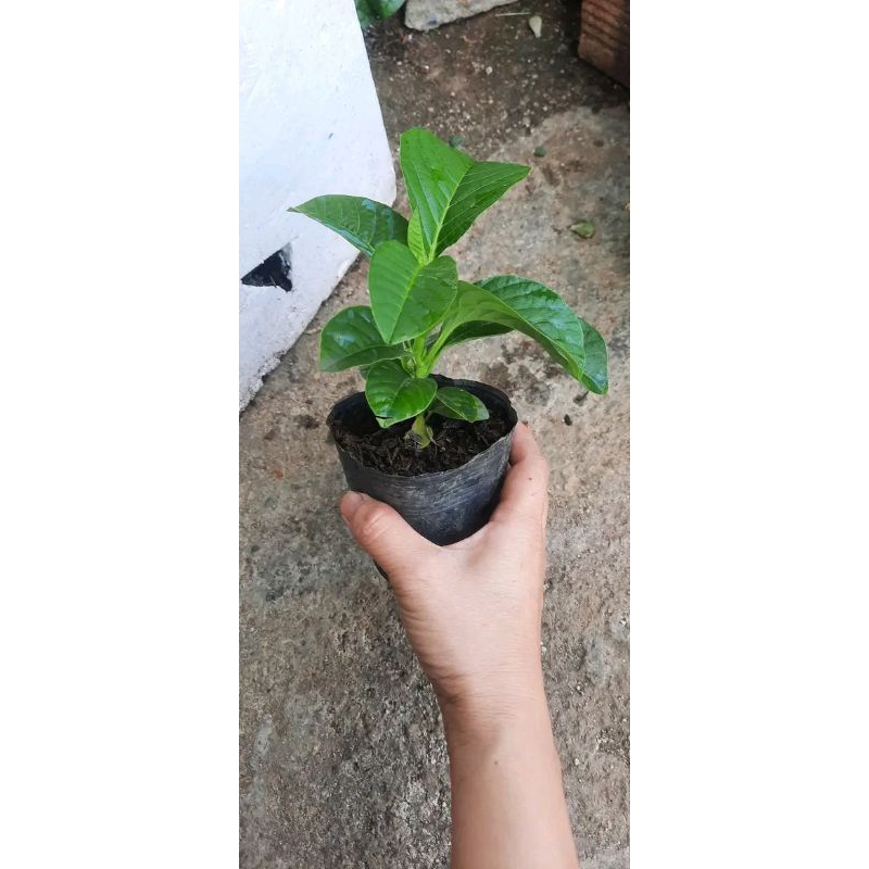 2 cây dưa tây ươm từ hạt nhanh lớn