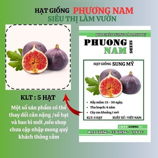 5h - Hạt Giống Sung Mỹ Phương Nam