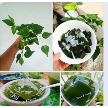 Chậu sương sâm lá trơn tươi tốt dùng làm thạch sương sâm ngon mát-Vườn Minh Khương