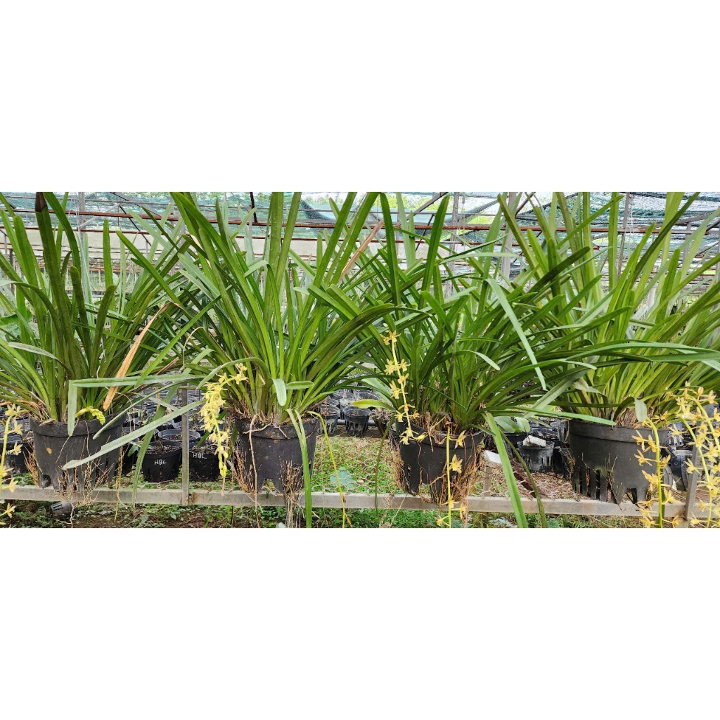 Kiếm Vàng NGỌC  Đột Biến Rừng  Thái Nguyên