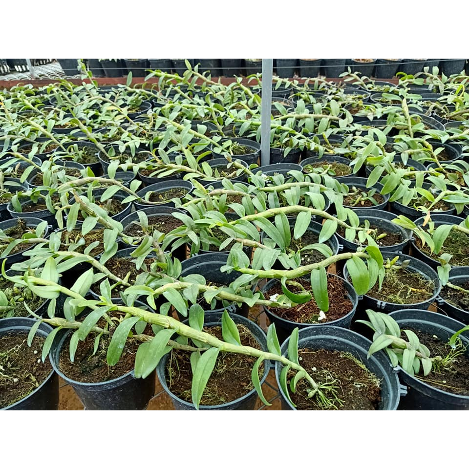 PHI ĐIỆP Lá Mít cây giống siêu dài