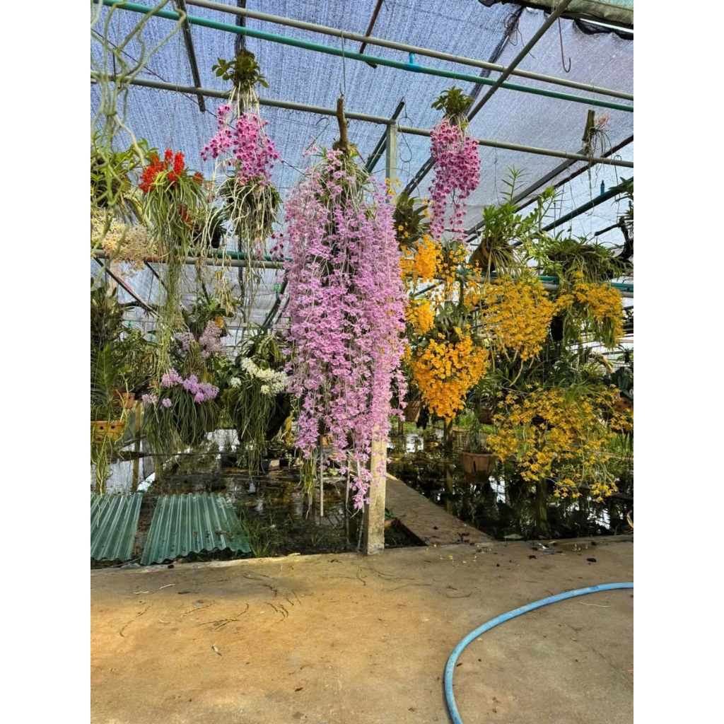 DÃ HẠC HỒNG NGỌC ONO Taiwan