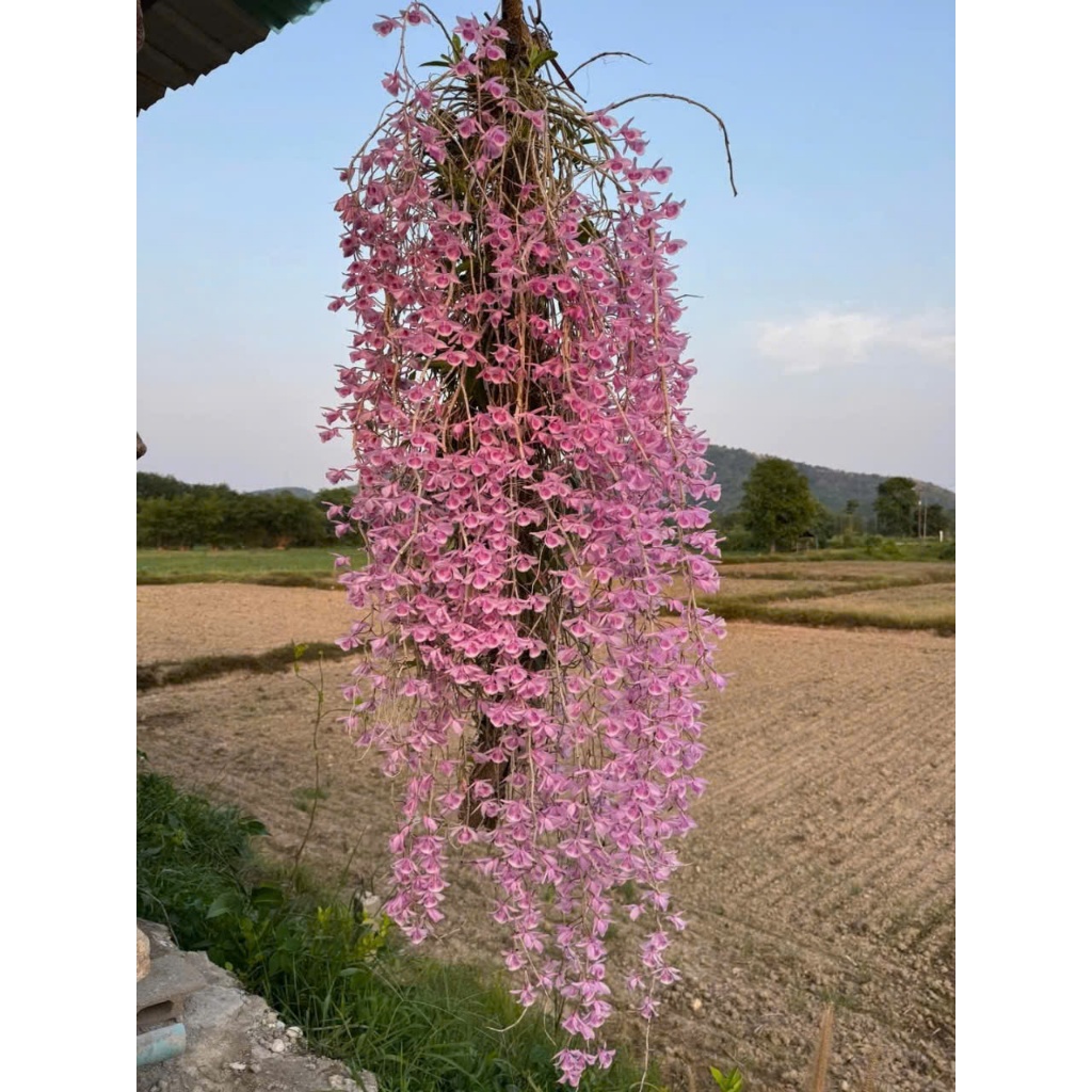 DÃ HẠC HỒNG NGỌC ONO Taiwan