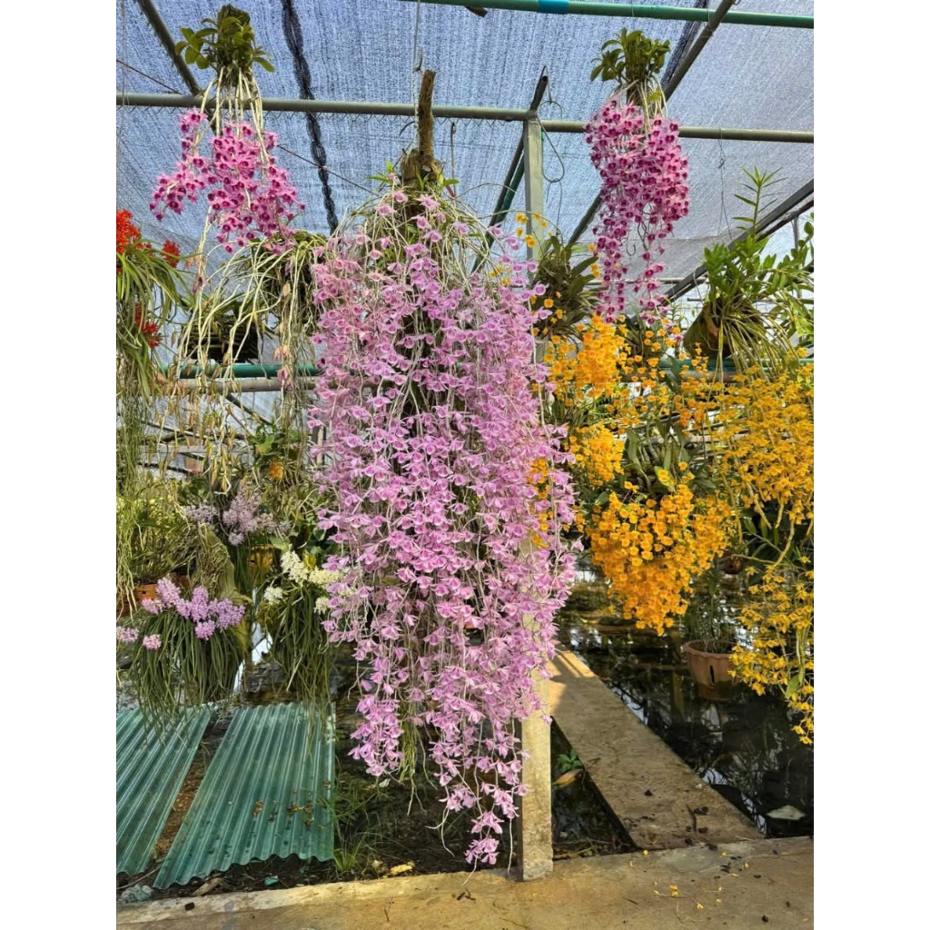 DÃ HẠC HỒNG NGỌC ONO Taiwan