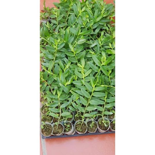 DÃ HẠC HỒNG NGỌC ONO Taiwan