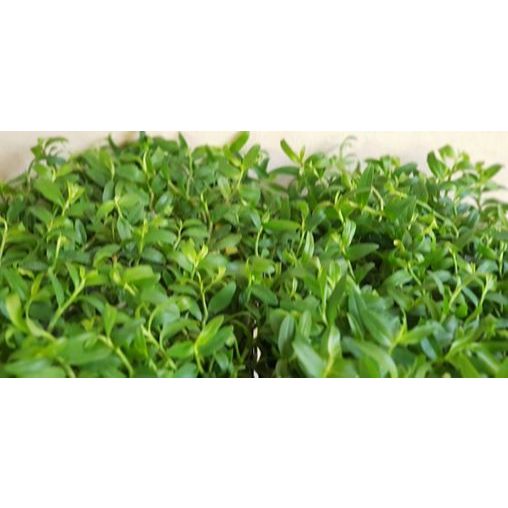 DÃ HẠC HỒNG NGỌC ONO Taiwan