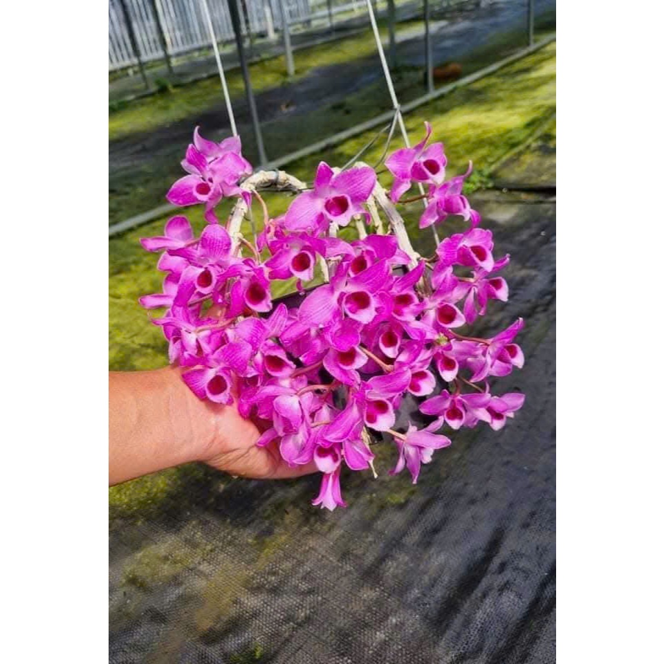 Trầm Rồng Đỏ