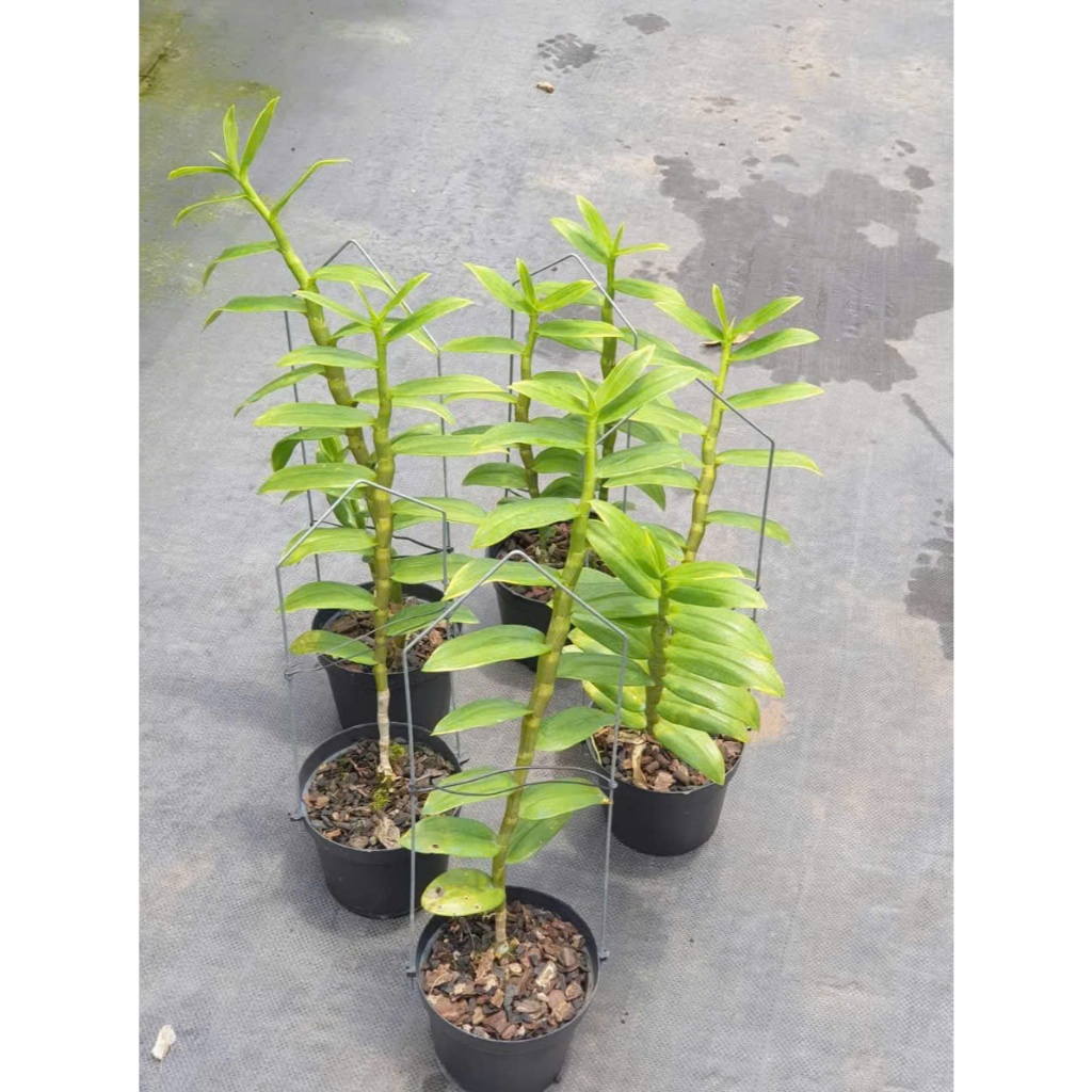 Trầm Rồng Đỏ